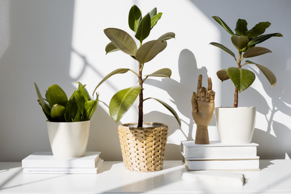 How to increase humidity for houseplants